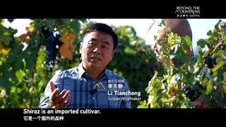 China-Xinjiang Documentary/Special Vintage Xinjiang winemaker hopes locally-made wine can fill glass