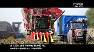 China-Xinjiang Documentary/Modern Agriculture Mechanized farming revitalizes cotton industry in Bach