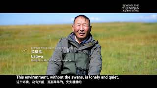 China-Xinjiang Documentary/Swan Guardian Veteran ranger devotes life to caring for swans in Xinjiang