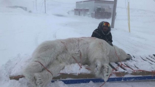 加拿大因纽特男子在后院射杀巨大北极熊
